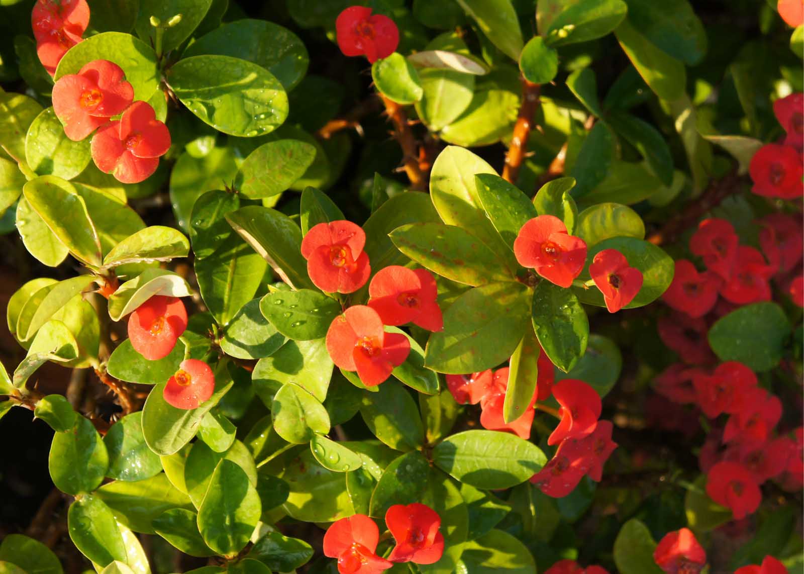 The Best Flowering Shrubs for Florida Landscapes